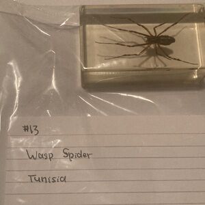 Wasp Spider - Tunisia